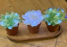Sea Glass Succulents