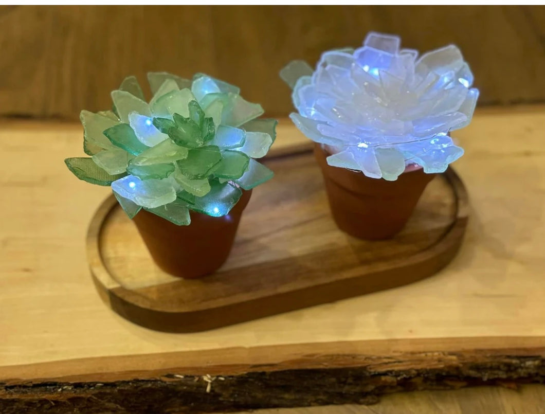 sea glass succulent Sea Glass Succulents – Hammer & Stain Treasure Valley