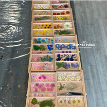 Wildflower Wonders